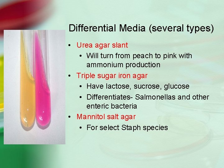 Differential Media (several types) • Urea agar slant • Will turn from peach to