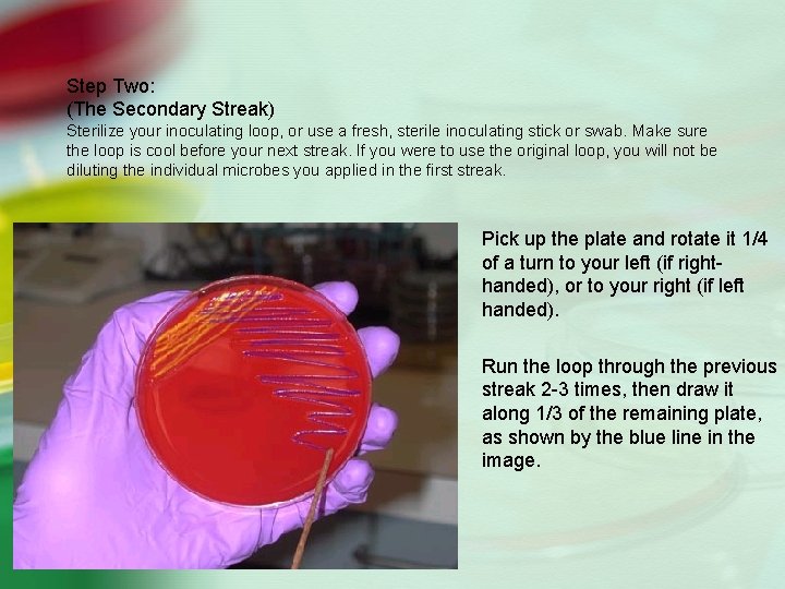 Step Two: (The Secondary Streak) Sterilize your inoculating loop, or use a fresh, sterile