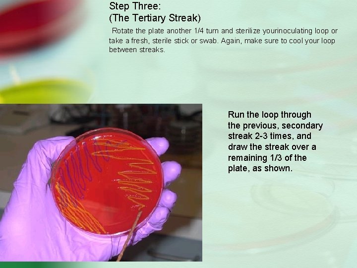Step Three: (The Tertiary Streak) Rotate the plate another 1/4 turn and sterilize yourinoculating