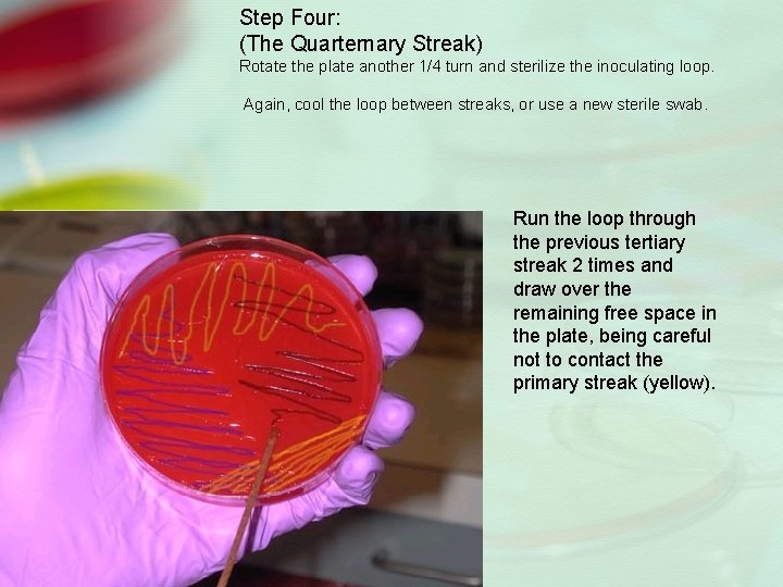 Step Four: (The Quarternary Streak) Rotate the plate another 1/4 turn and sterilize the