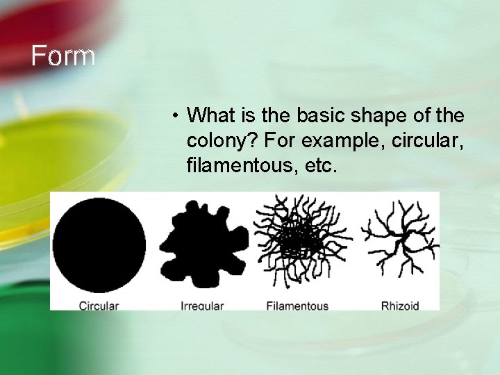 Form • What is the basic shape of the colony? For example, circular, filamentous,