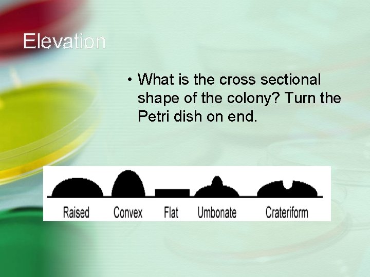 Elevation • What is the cross sectional shape of the colony? Turn the Petri