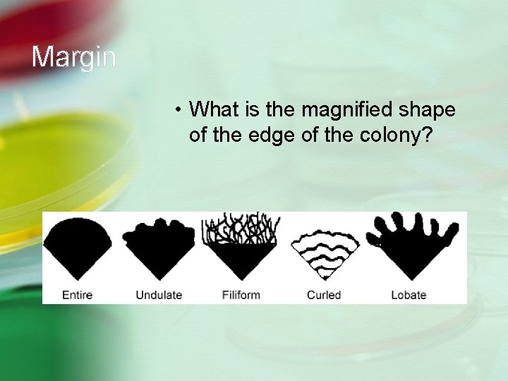 Margin • What is the magnified shape of the edge of the colony? 