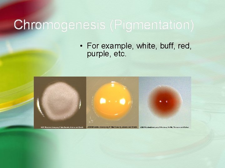 Chromogenesis (Pigmentation) • For example, white, buff, red, purple, etc. 