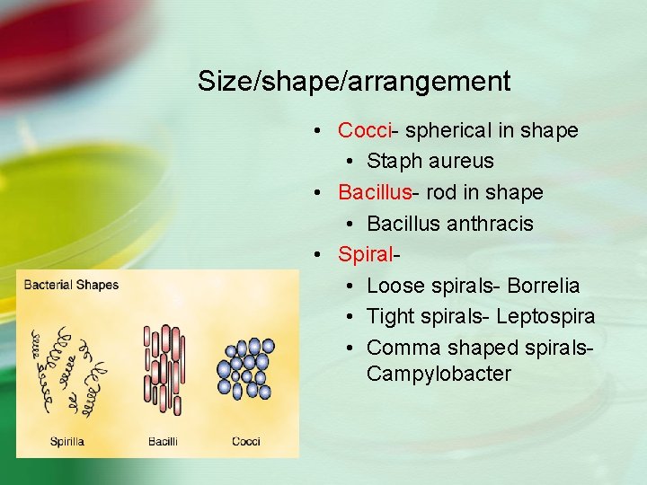 Size/shape/arrangement • Cocci- spherical in shape • Staph aureus • Bacillus- rod in shape