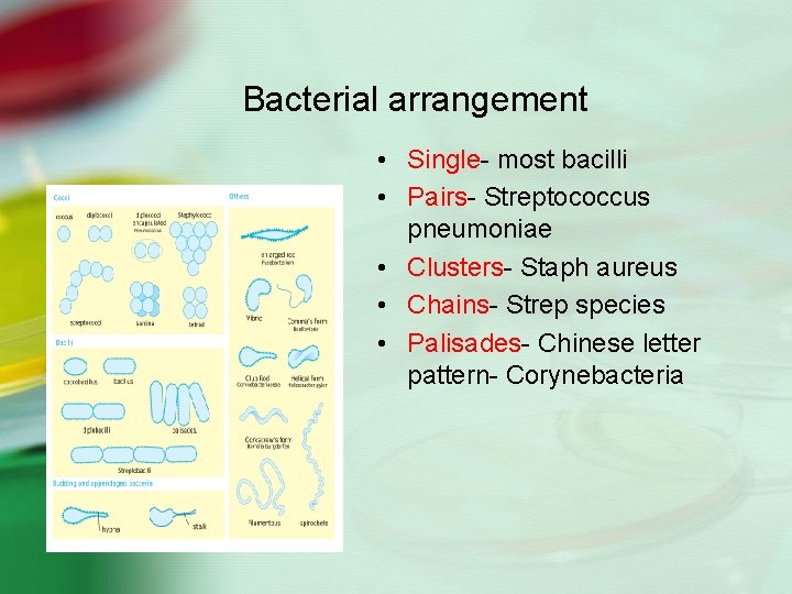 Bacterial arrangement • Single- most bacilli • Pairs- Streptococcus pneumoniae • Clusters- Staph aureus