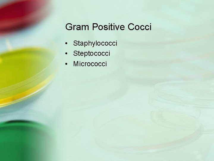 Gram Positive Cocci • Staphylococci • Steptococci • Micrococci 
