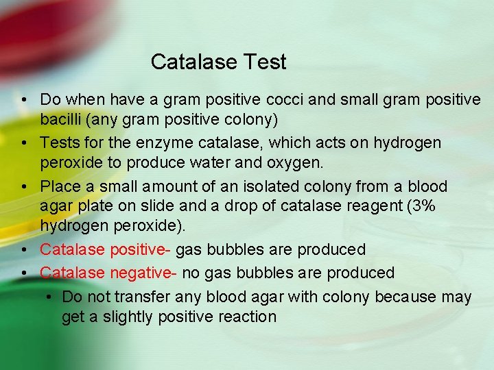 Catalase Test • Do when have a gram positive cocci and small gram positive