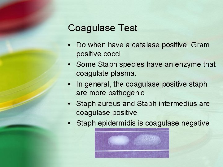 Coagulase Test • Do when have a catalase positive, Gram positive cocci • Some