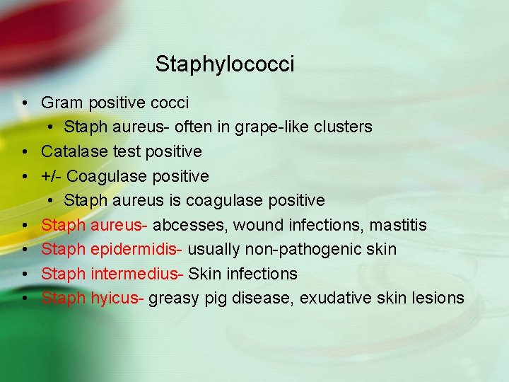 Staphylococci • Gram positive cocci • Staph aureus- often in grape-like clusters • Catalase