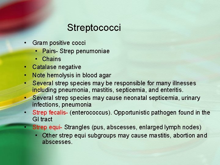 Streptococci • Gram positive cocci • Pairs- Strep penumoniae • Chains • Catalase negative