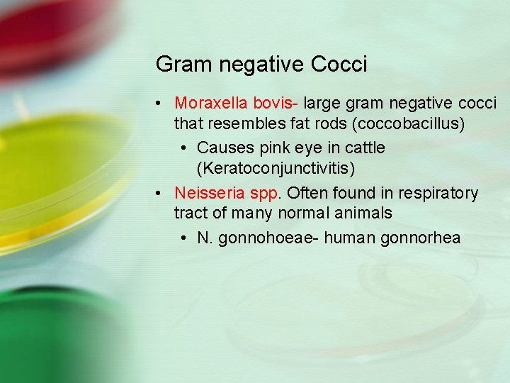 Gram negative Cocci • Moraxella bovis- large gram negative cocci that resembles fat rods