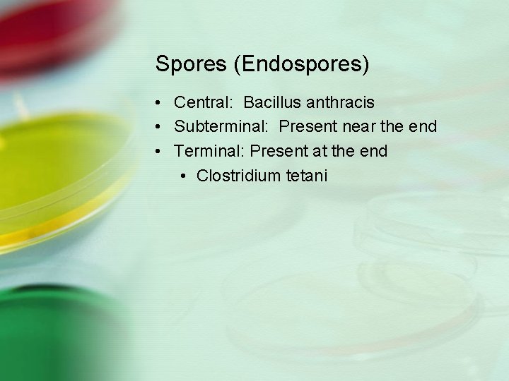 Spores (Endospores) • Central: Bacillus anthracis • Subterminal: Present near the end • Terminal: