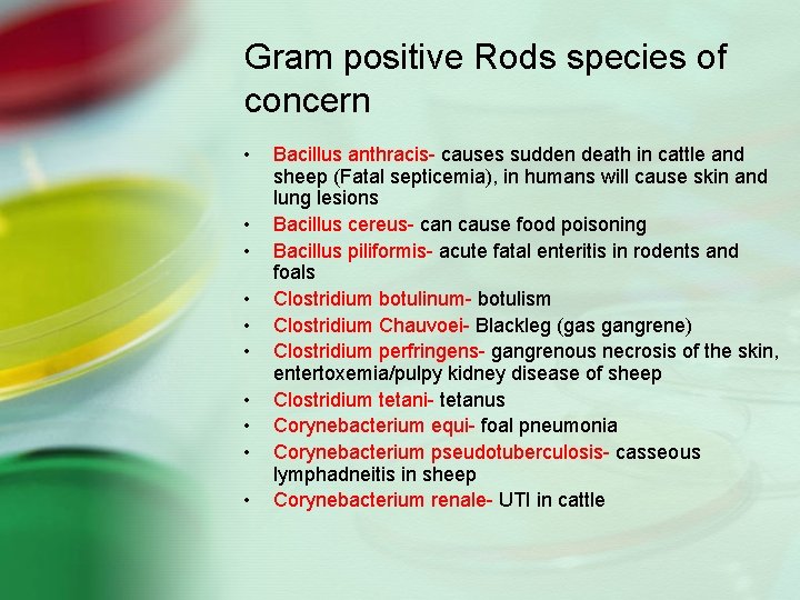 Gram positive Rods species of concern • • • Bacillus anthracis- causes sudden death
