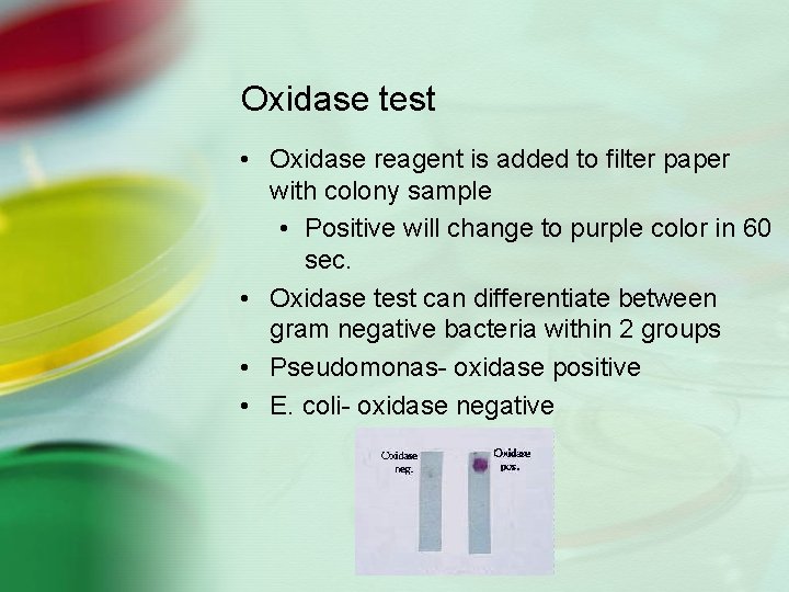 Oxidase test • Oxidase reagent is added to filter paper with colony sample •