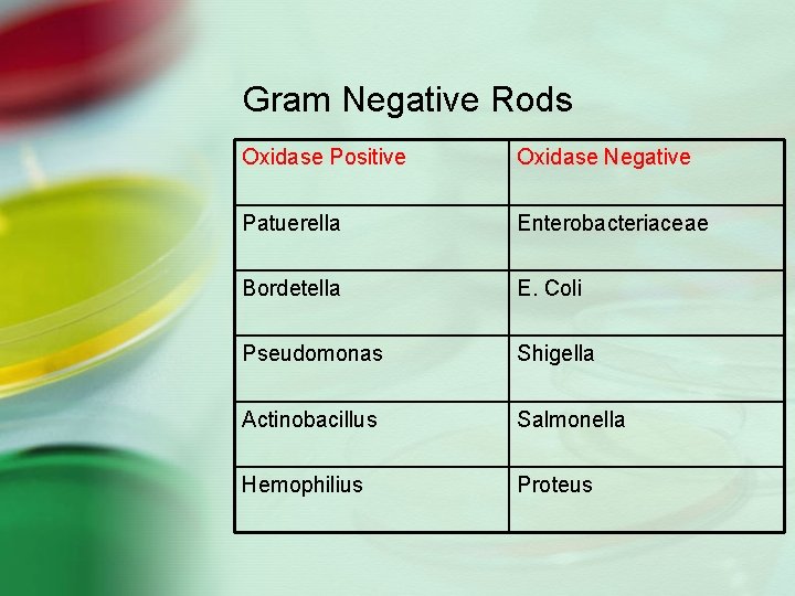 Gram Negative Rods Oxidase Positive Oxidase Negative Patuerella Enterobacteriaceae Bordetella E. Coli Pseudomonas Shigella