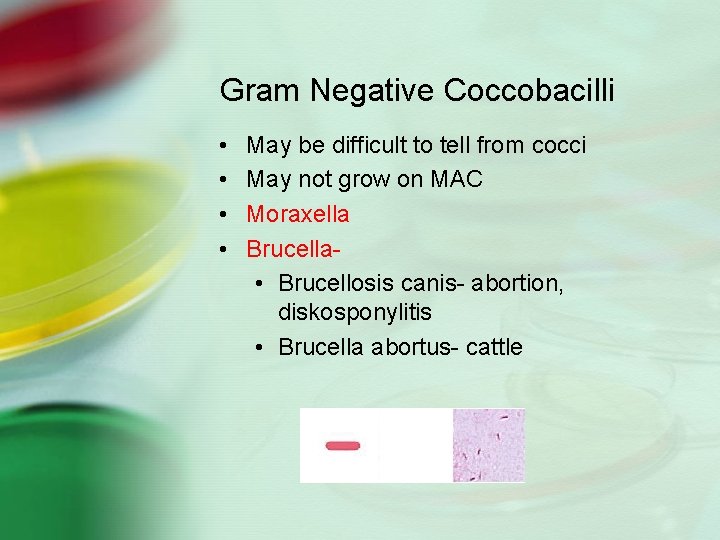 Gram Negative Coccobacilli • • May be difficult to tell from cocci May not