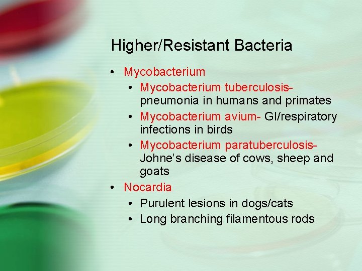 Higher/Resistant Bacteria • Mycobacterium tuberculosispneumonia in humans and primates • Mycobacterium avium- GI/respiratory infections