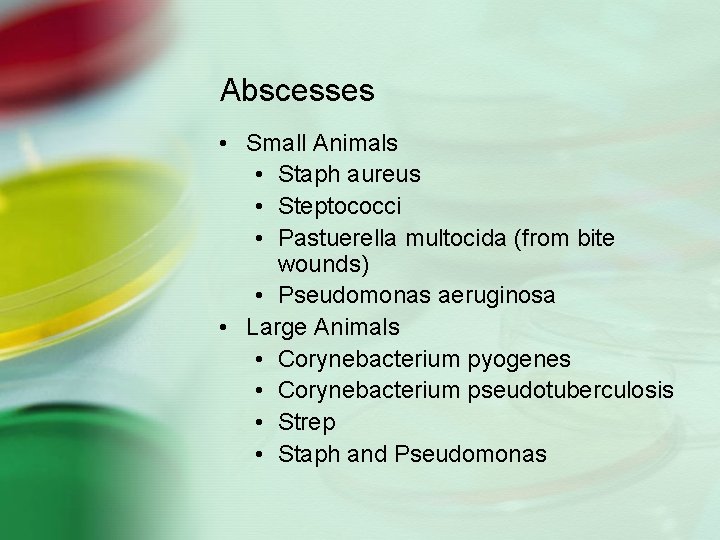 Abscesses • Small Animals • Staph aureus • Steptococci • Pastuerella multocida (from bite