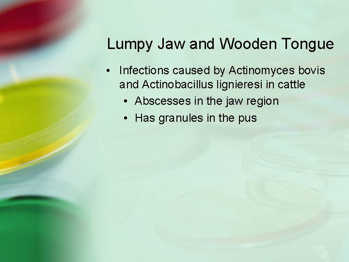 Lumpy Jaw and Wooden Tongue • Infections caused by Actinomyces bovis and Actinobacillus lignieresi