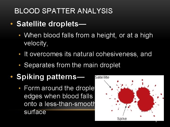 BLOOD SPATTER ANALYSIS • Satellite droplets— • When blood falls from a height, or