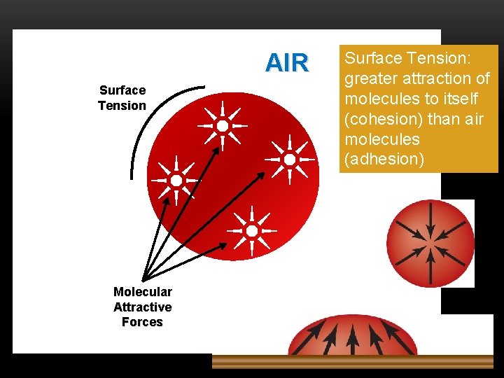 AIR Surface Tension Molecular Attractive Forces Surface Tension: greater attraction of molecules to itself