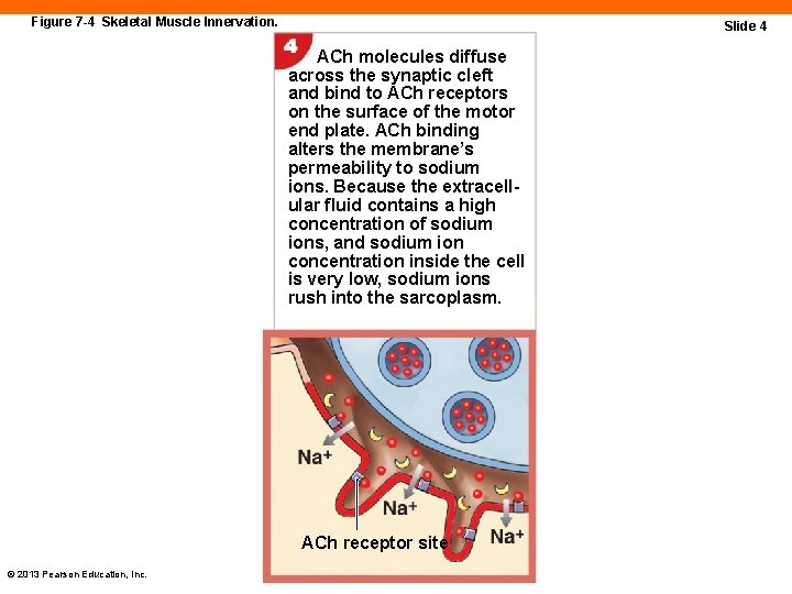 Figure 7 -4 Skeletal Muscle Innervation. Slide 4 ACh molecules diffuse across the synaptic