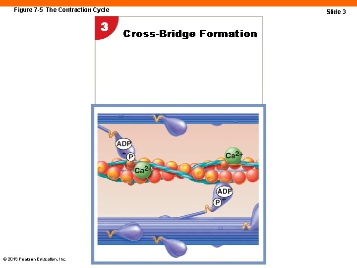 Figure 7 -5 The Contraction Cycle Slide 3 Cross-Bridge Formation © 2013 Pearson Education,