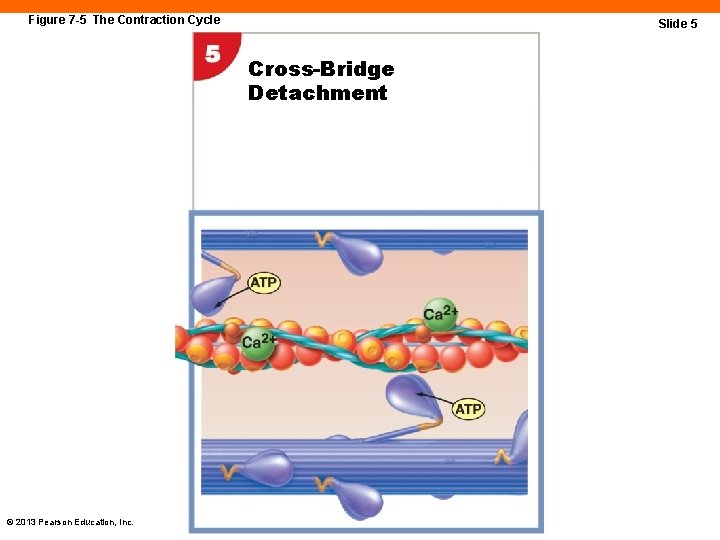 Figure 7 -5 The Contraction Cycle Slide 5 Cross-Bridge Detachment © 2013 Pearson Education,