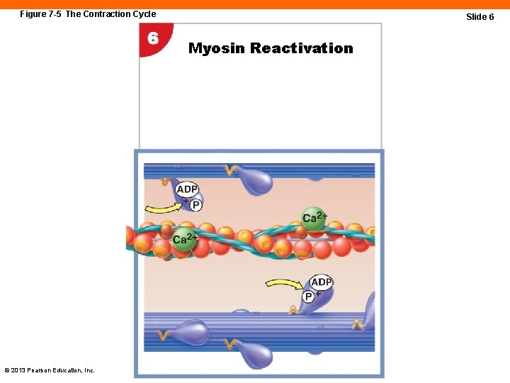 Figure 7 -5 The Contraction Cycle Slide 6 Myosin Reactivation © 2013 Pearson Education,