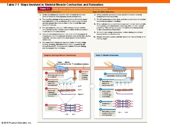 Table 7 -1 Steps Involved in Skeletal Muscle Contraction and Relaxation © 2013 Pearson