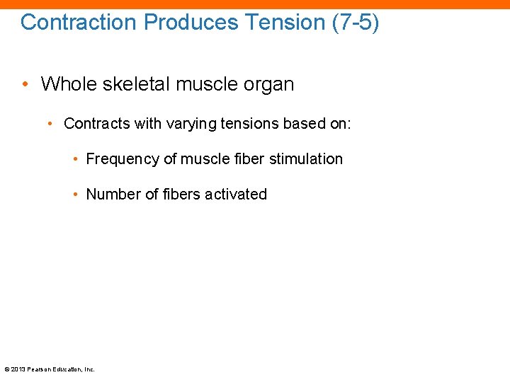 Contraction Produces Tension (7 -5) • Whole skeletal muscle organ • Contracts with varying