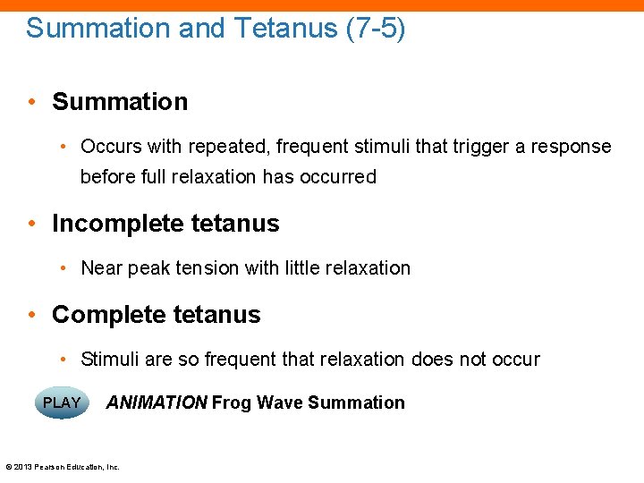 Summation and Tetanus (7 -5) • Summation • Occurs with repeated, frequent stimuli that