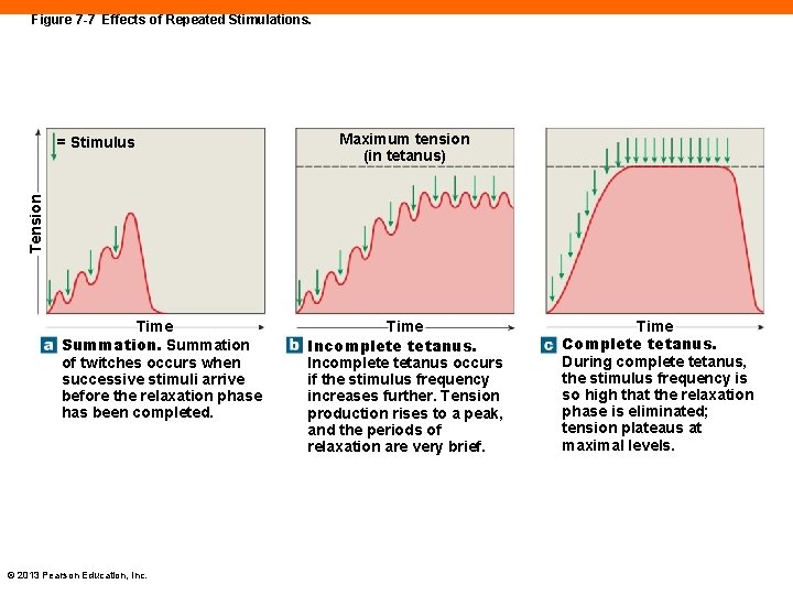 Figure 7 -7 Effects of Repeated Stimulations. Maximum tension (in tetanus) Tension = Stimulus