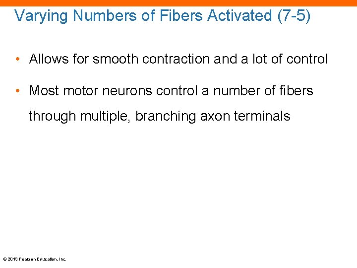 Varying Numbers of Fibers Activated (7 -5) • Allows for smooth contraction and a