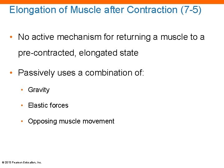 Elongation of Muscle after Contraction (7 -5) • No active mechanism for returning a