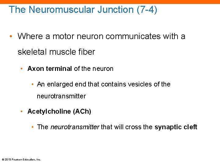The Neuromuscular Junction (7 -4) • Where a motor neuron communicates with a skeletal