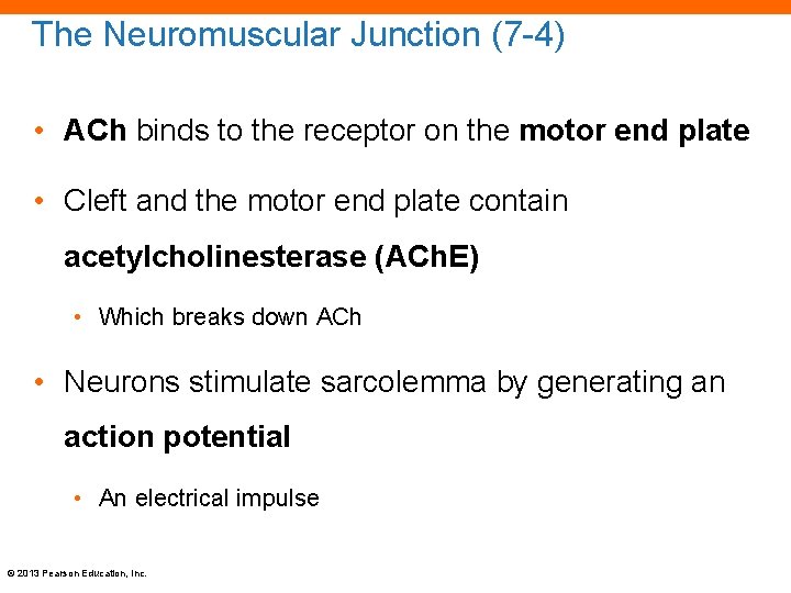 The Neuromuscular Junction (7 -4) • ACh binds to the receptor on the motor