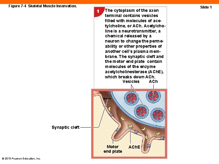 Figure 7 -4 Skeletal Muscle Innervation. The cytoplasm of the axon terminal contains vesicles