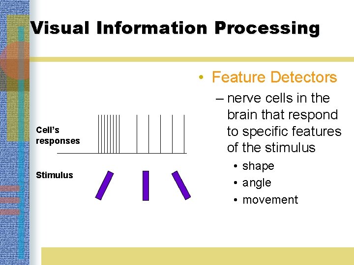 Visual Information Processing • Feature Detectors Cell’s responses Stimulus – nerve cells in the