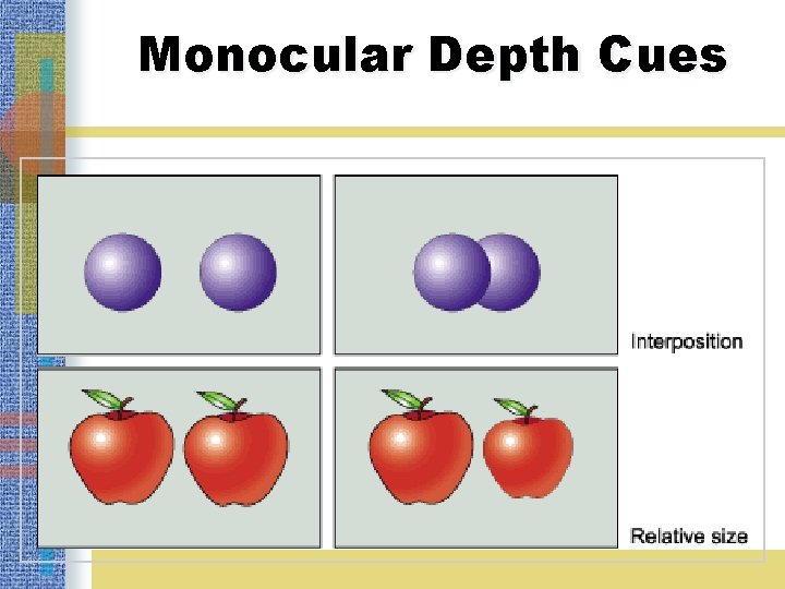 Monocular Depth Cues 