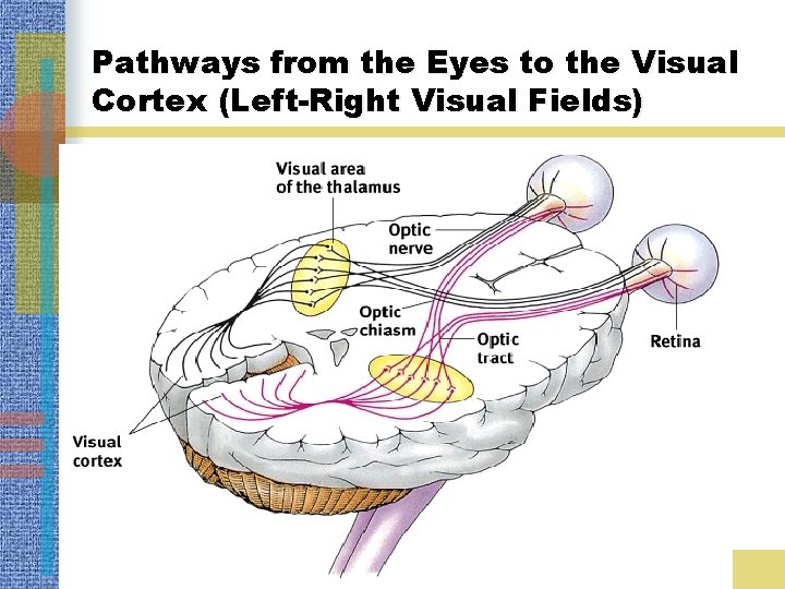 Pathways from the Eyes to the Visual Cortex (Left-Right Visual Fields) 