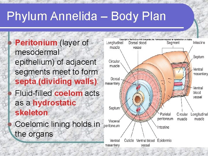 Phylum Annelida – Body Plan Peritonium (layer of mesodermal epithelium) of adjacent segments meet
