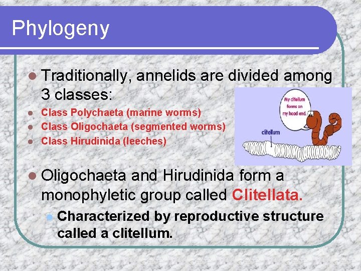 Phylogeny l Traditionally, annelids are divided among 3 classes: Class Polychaeta (marine worms) l