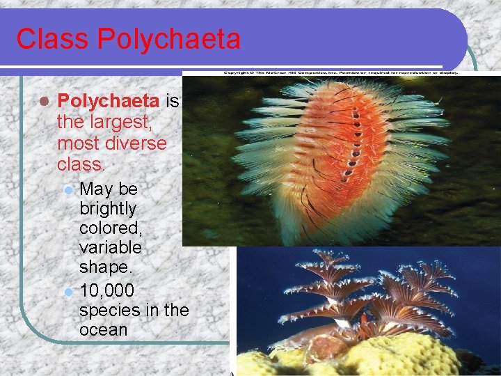 Class Polychaeta l Polychaeta is the largest, most diverse class. l l May be