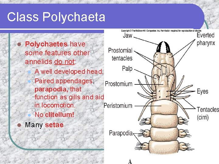 Class Polychaeta l Polychaetes have some features other annelids do not: l l A