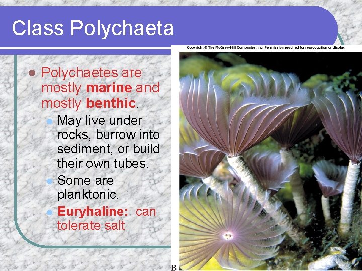 Class Polychaeta l Polychaetes are mostly marine and mostly benthic. l l l May