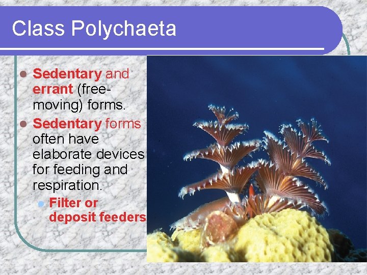 Class Polychaeta Sedentary and errant (freemoving) forms. l Sedentary forms often have elaborate devices