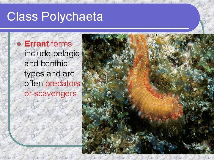 Class Polychaeta l Errant forms include pelagic and benthic types and are often predators