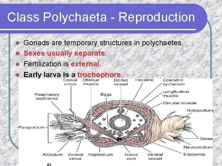 Class Polychaeta - Reproduction Gonads are temporary structures in polychaetes. l Sexes usually separate.